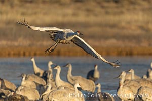 Sandhill crane spreads its broad wings as it takes flight in early morning light. This sandhill crane is among thousands present in Bosque del Apache National Wildlife Refuge, stopping here during its winter migration, Grus canadensis, Socorro, New Mexico