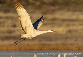 Sandhill crane spreads its broad wings as it takes flight in early morning light. This sandhill crane is among thousands present in Bosque del Apache National Wildlife Refuge, stopping here during its winter migration, Grus canadensis, Socorro, New Mexico