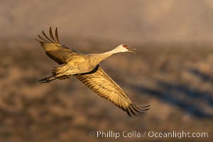 Sandhill crane spreads its broad wings as it takes flight in early morning light. This sandhill crane is among thousands present in Bosque del Apache National Wildlife Refuge, stopping here during its winter migration, Grus canadensis, Socorro, New Mexico