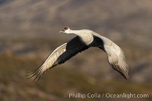 Sandhill crane spreads its broad wings as it takes flight in early morning light. This sandhill crane is among thousands present in Bosque del Apache National Wildlife Refuge, stopping here during its winter migration, Grus canadensis, Socorro, New Mexico