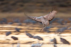 Sandhill crane in flight, wings are blurred in a long time exposure, Grus canadensis, Bosque Del Apache, Socorro, New Mexico