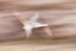 Sandhill crane in flight, wings are blurred in a long time exposure, Grus canadensis, Bosque Del Apache, Socorro, New Mexico