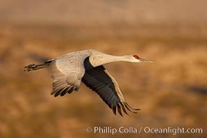 Sandhill crane flying, early morning light, Grus canadensis, Bosque Del Apache, Socorro, New Mexico