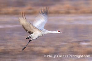 Sandhill crane spreads its broad wings as it takes flight in early morning light. This sandhill crane is among thousands present in Bosque del Apache National Wildlife Refuge, stopping here during its winter migration, Grus canadensis, Socorro, New Mexico