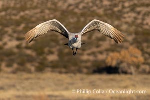 Sandhill crane spreads its broad wings as it takes flight in early morning light. This sandhill crane is among thousands present in Bosque del Apache National Wildlife Refuge, stopping here during its winter migration, Grus canadensis, Socorro, New Mexico