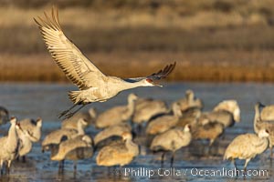 Sandhill Cranes in Flight at Sunrise, Bosque del Apache NWR. At sunrise, sandhill cranes will fly out from the pool in which they spent the night to range over Bosque del Apache NWR in search of food, returning to the pool at sunset, Grus canadensis, Bosque del Apache National Wildlife Refuge, Socorro, New Mexico