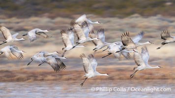 Sandhill Cranes in Flight at Sunrise, Bosque del Apache NWR. At sunrise, sandhill cranes will fly out from the pool in which they spent the night to range over Bosque del Apache NWR in search of food, returning to the pool at sunset, Grus canadensis, Bosque del Apache National Wildlife Refuge, Socorro, New Mexico