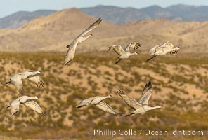 Sandhill Cranes Fly at Sunrise, leaving the pond on which they spent the night, Bosque del Apache NWR, Grus canadensis, Bosque del Apache National Wildlife Refuge, Socorro, New Mexico