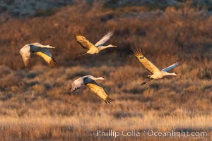 Sandhill Cranes Fly at Sunrise, leaving the pond on which they spent the night, Bosque del Apache NWR, Grus canadensis, Bosque del Apache National Wildlife Refuge, Socorro, New Mexico