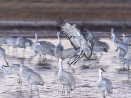 Sandhill cranes landing in water ponds at dusk, spending the night standing in water as a protection against coyotes and other predators. Motion blur, Grus canadensis, Bosque del Apache National Wildlife Refuge, Socorro, New Mexico