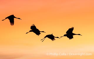 Sandhill cranes, flying across a colorful sunset sky, Grus canadensis, Bosque del Apache National Wildlife Refuge, Socorro, New Mexico