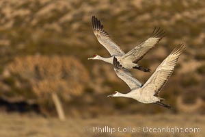 Sandhill cranes in synchronous flight side by side, matching their wingbeats perfect as they fly over Bosque del Apache NWR, Grus canadensis, Bosque del Apache National Wildlife Refuge, Socorro, New Mexico
