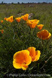 California poppies grow on Santa Rosa Plateau in spring, Eschscholtzia californica, Eschscholzia californica, Santa Rosa Plateau Ecological Reserve, Murrieta