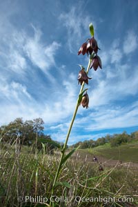 Chocolate lily growing among grasses on oak-covered hillsides.  The chocolate lily is a herbaceous perennial monocot that is increasingly difficult to find in the wild due to habitat loss.  The flower is a striking brown color akin to the color of chocolate, Fritillaria biflora, Santa Rosa Plateau Ecological Reserve, Murrieta, California