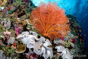 Sarcophyton leather coral and sea fan gorgonian on pristine coral reef, Fiji, Gorgonacea, Plexauridae, Sarcophyton