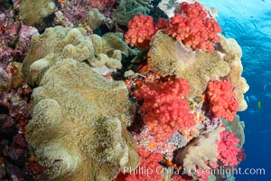 Sarcophyton leather coral and sea fan gorgonian on pristine coral reef, Fiji, Gorgonacea, Sarcophyton