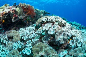 Sarcophyton leather coral on coral reef, Fiji, Sarcophyton, Vatu I Ra Passage, Bligh Waters, Viti Levu  Island