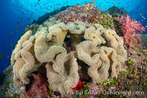 Sarcophyton leather coral on coral reef, Fiji, Sarcophyton, Gau Island, Lomaiviti Archipelago