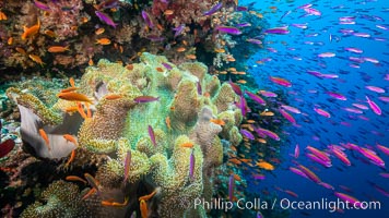 Sarcophyton leather coral on coral reef, Fiji, Sarcophyton, Bligh Waters