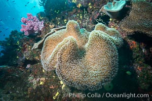 Sarcophyton leather coral on diverse coral reef, Fiji, Sarcophyton, Namena Marine Reserve, Namena Island