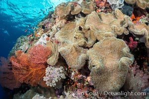 Sarcophyton leather coral on diverse coral reef, Fiji, Sarcophyton, Vatu I Ra Passage, Bligh Waters, Viti Levu  Island