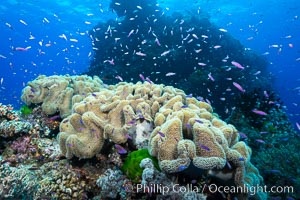 Sarcophyton leather coral on diverse coral reef, Fiji, Pseudanthias, Sarcophyton, Namena Marine Reserve, Namena Island