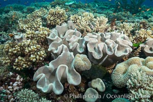 Sarcophyton leather coral on diverse coral reef, Fiji, Sarcophyton, Wakaya Island, Lomaiviti Archipelago