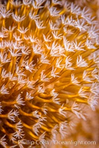 Sarcophyton leather coral polyp detail, close up view, Fiji, Sarcophyton, Namena Marine Reserve, Namena Island