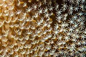 Sarcophyton leather coral polyp detail, close up view, Fiji, Sarcophyton, Namena Marine Reserve, Namena Island