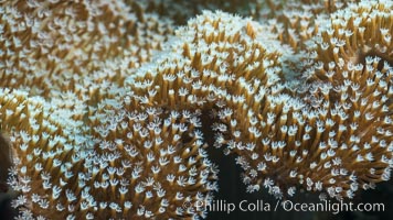 Sarcophyton leather coral showing polyp detail, close up image, Fiji, Sarcophyton, Makogai Island, Lomaiviti Archipelago