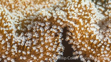 Sarcophyton leather coral showing polyp detail, close up image, Fiji, Sarcophyton, Makogai Island, Lomaiviti Archipelago