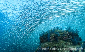 Sardines and Scad, Los Islotes, Sea of Cortez, Mexico