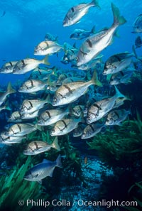 Sargo, Islas San Benito, Anisotremus davidsonii, San Benito Islands (Islas San Benito)