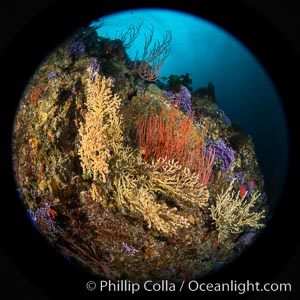 Gorgonian (yellow) that has been parasitized by zoanthid anemone (Savalia lucifica), and red gorgonian (Leptogorgia chilensis), Farnsworth Banks, Catalina Island, Leptogorgia chilensis, Lophogorgia chilensis