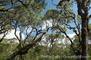 Scalesia forest, highlands of Santa Cruz Island near Twin Craters, Scalesia