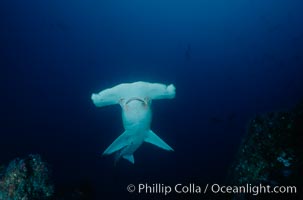 Scalloped hammerhead shark, Sphyrna lewini, Cocos Island