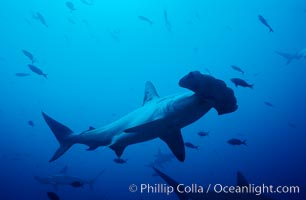Scalloped hammerhead shark, Sphyrna lewini, Cocos Island