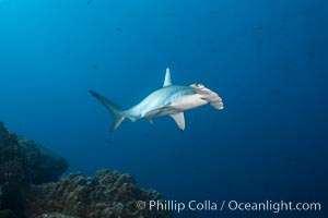 Scalloped hammerhead shark, Sphyrna lewini, Wolf Island