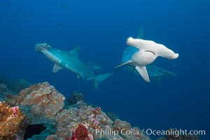 Scalloped hammerhead shark, Sphyrna lewini, Darwin Island