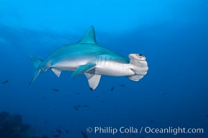 Scalloped hammerhead shark, Sphyrna lewini, Darwin Island