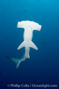 Scalloped hammerhead shark, Sphyrna lewini, Darwin Island