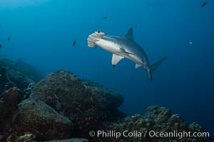 Scalloped hammerhead shark, Sphyrna lewini, Wolf Island