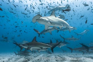 Hammerhead sharks, schooling, black and white / grainy, Sphyrna lewini, Darwin Island