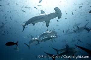 Hammerhead sharks, schooling, black and white / grainy, Sphyrna lewini, Darwin Island