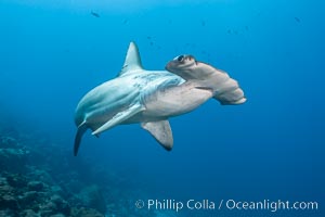 Booby in flight, motion blur, Darwin Island, Galapagos Islands, Ecuador