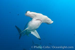 Scalloped hammerhead shark, Sphyrna lewini, Darwin Island