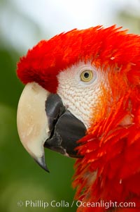 Scarlet macaw, Ara macao