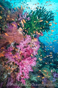 Schooling anthias fish, colorful dendronephthya soft corals and green fan coral, Fiji, Dendronephthya, Pseudanthias, Tubastrea micrantha, Vatu I Ra Passage, Bligh Waters, Viti Levu  Island