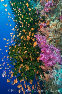 Schooling anthias fish, colorful dendronephthya soft corals and green fan coral, Fiji, Dendronephthya, Pseudanthias, Tubastrea micrantha, Vatu I Ra Passage, Bligh Waters, Viti Levu  Island