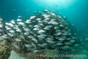 Schooling fish in the Sea of Cortez
